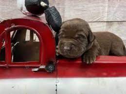 White labrador puppies white labrador puppies akc english white labs sugarland labradors. Akc Lab Breeder Texas Best Lab Breeder South East Texas Louisiana