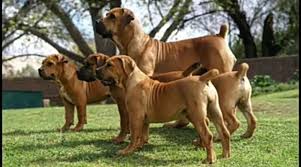 We believe it is very important for all boerboel owners to be educated on the breed before owning one. Boerboel Dogs Breeder South African Mastiff Posts Facebook