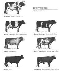 Noelito Flow Dairy Cattle Breeds Of Cows Cattle Farming
