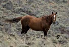 Help Prevent The Slaughter Of Stolen And Wild Horses Saving Earth Encyclopedia Britannica