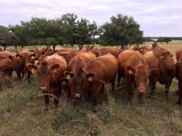 This page is to introduce my pedigree red aberdeen angus cattle to an international audience. Buy Red Angus Calf For Sale Buy Halal Frozen Chicken For Sale Buy Beef Sheep Goats Meat For Sale