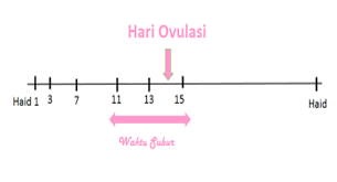 Jika anda kesulitan untuk menentukan masa subur atau haid. Waktu Subur Laman Fertiliti Kernamu