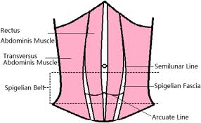 Use our muscle anatomy reference charts to quickly memorize all the attachments, innervation and functions of the abdominal. Spigelian Hernia In The Right Upper Abdominal Wall A Case Report Bmc Surgery Full Text
