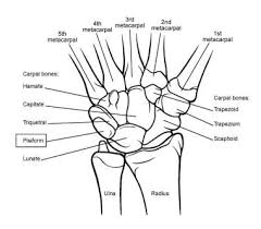 Image result for Normal Anatomic Position of the Hand and Wrist