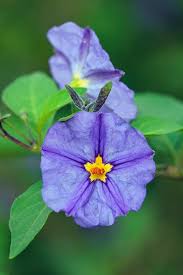 Image result for Lycianthes rantonnetii