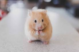 Can You Get Live Feeder Mice Shipped To Your Door