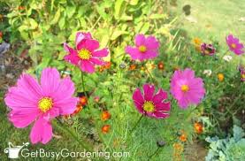 Easiest flowers to grow from seed. 13 Easy Annual Flowers To Grow From Seed Get Busy Gardening