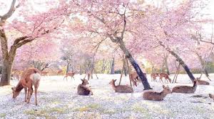 Check spelling or type a new query. Indahnya Pemandangan Bunga Sakura Di Taman Nara Saat Pandemi Corona News On Rcti