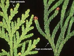 Image result for Hetaeria occidentalis