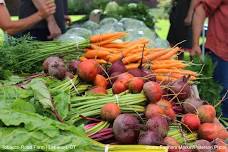 Storrs Farmers Market