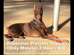 Our dogs are carefully selected to produce pups with good temperament, healthy , loyal in home companions. European Doberman Puppies For Sale Nc 07 2021
