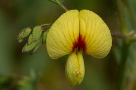 Image result for Aeschynomene cristata