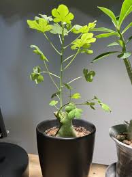 アデニア グラウカ 育て 方