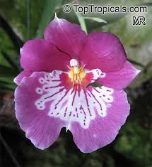 Image result for Mimulopsis