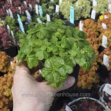 Image result for Oxalis debilis