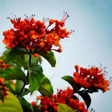 Image result for Clerodendrum splendens