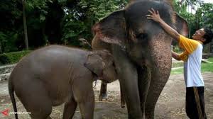 Kebun binatabg banyuwangi / 10 tempat wisata kebun binatang yang menarik di indonesia | airpaz blog : Taman Satwa Banyuwangi Dapat Hibah 67 Hewan Dari Kbs News Liputan6 Com