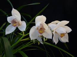 Image result for Cycnium jamesii