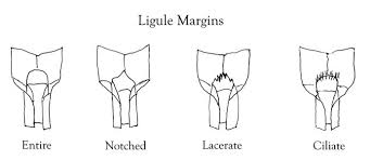 Image result for Panicum pectinellum