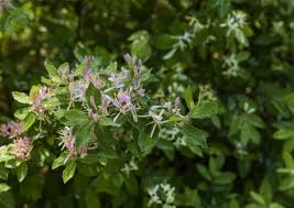 Image result for Lonicera confusa