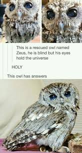 Wow Zeus The Blind Starry Eyed Screech Owl Has Eyes That Hold The Universe This Owl Has Answers Funny Bird Pictures Cute Baby Animals Cute Funny Animals