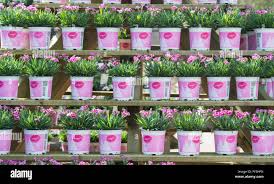 Image result for Dianthus chimanimaniensis