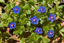 Image result for Anagallis elegantula