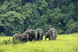 U khao yai viele angebote mit reiseschutz & kostenlos umbuchbar! Khao Yai National Park Thailand Elephant Eat A Lot Of Deals Stock Photo Picture And Royalty Free Image Image 21804647