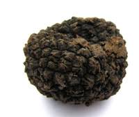 In the united states, filbert trees have proven to grow truffles in some instances. Grow Your Own Truffles Woodlands Co Uk