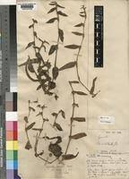 Image result for Cyanotis foecunda