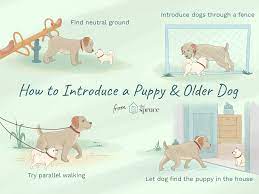 Follow these steps to help your two dogs get along before you bring your new puppy home, set up a meeting on neutral ground. How To Train An Older Dog To Accept A New Puppy