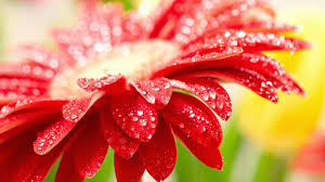 Find the best and most beautiful flower wallpapers and images! Hd Flower Wallpapers 1080p Wallpapersafari Red Flower Wallpaper Amazing Flowers Beautiful Flowers