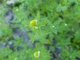 It looks like very similar to grass although it does grow quite a bit faster. Pineapple Weed Pictures Flowers Leaves Identification Matricaria Matricariodes