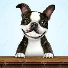 Black And White Boston Terrier Cartoon Smiling Boston Terrier In Black And White Standing On Wooden In 2020 Boston Terrier Terrier Black And White