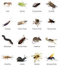 Carrollton, tx 106 pest control companies near you. Alterra 79 Reviews Pest Control 1225 E Crosby Rd Carrollton Tx Phone Number