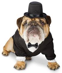 London dog spa ⭐ , canada, ontario, london: A Guide To Spa Treatments For Dogs In Europe Passpawt