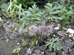 Image result for Hydrothauma manicatum