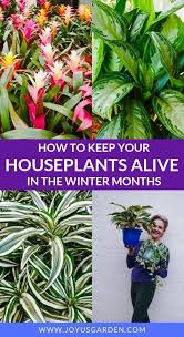 Winter Houseplant Care Key Points For Keeping Your Indoor Plants Alive House Plant Care Plants Indoor Plants
