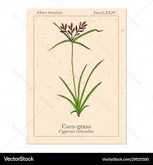 Image result for Cyperus rotundus