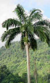 Image result for Roystonea regia