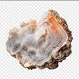 Calcarea Carbonica product image