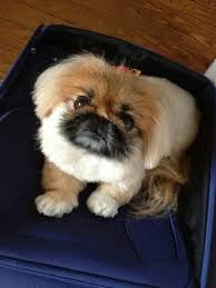Pekingeses Couldn T Care Less About You And When You Get Home Pekingese Pekingese Puppies Pekingese Dogs