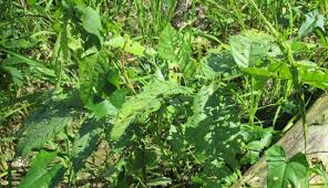 Regulations under this act provide for the prevention or spread of designated. Crop Protection Protection Of Crops From The Pests And Weeds
