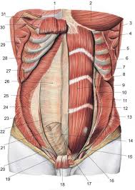 It comprises the the transversus abdominis muscle is the deepest of the abdominal muscles, lying internally to the. Pin On Art