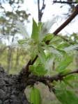 Image result for Cassipourea mollis