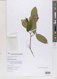 Image result for Grewia schmitzii