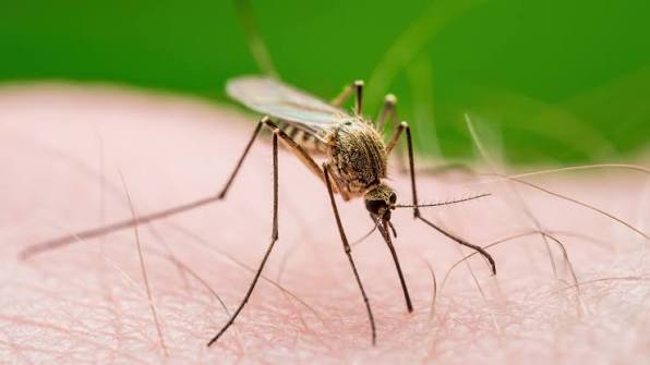 Mosquitoes | Rocky View County