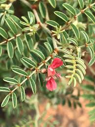 Image result for Indigofera melanadenia