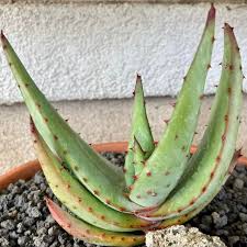 Image result for Aloe excelsa