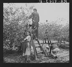 103 Best Fsa Photographs 193544 Images Library Of Congress American War